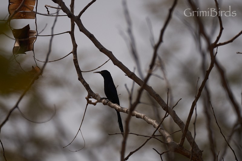 Black Scimitarbill - ML615538621