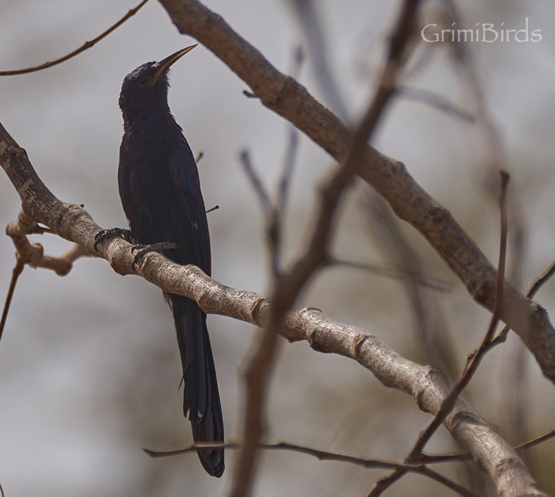 Black Scimitarbill - ML615538622