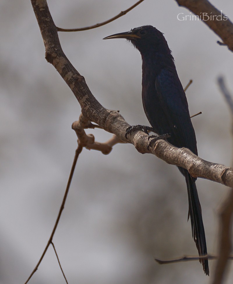 Black Scimitarbill - ML615538623