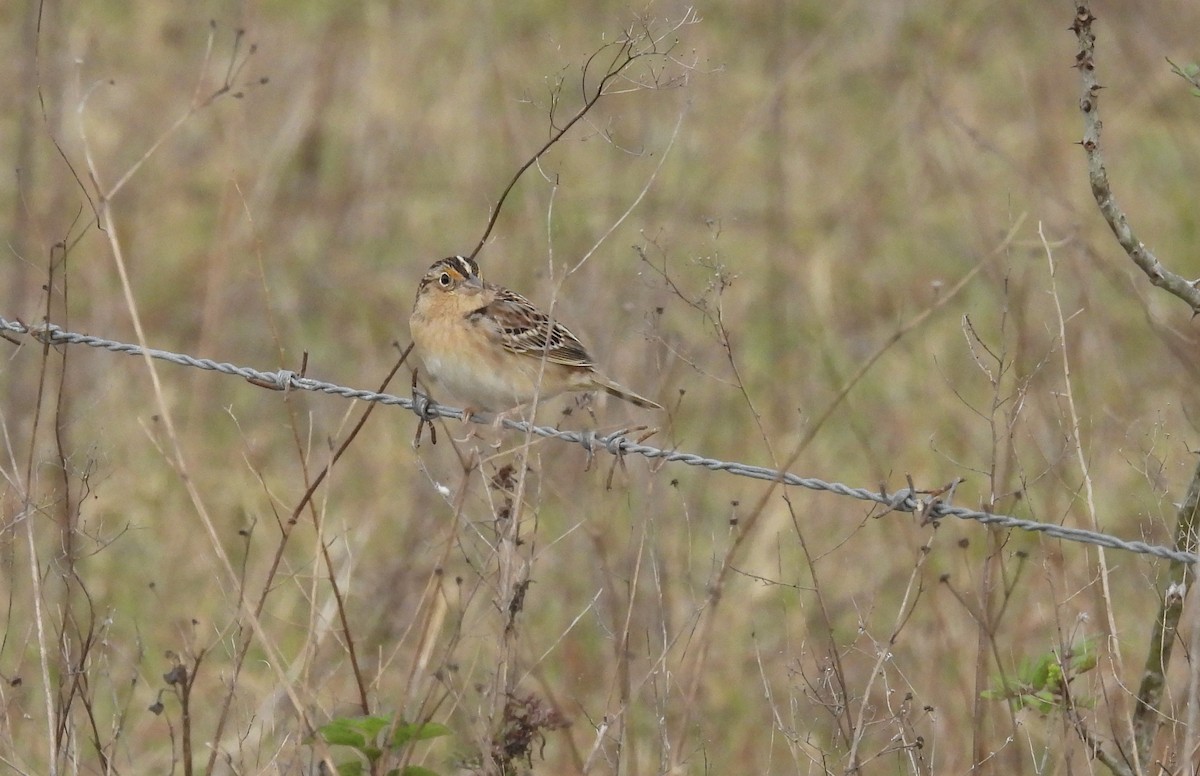 Grasshopper Sparrow - ML615538630