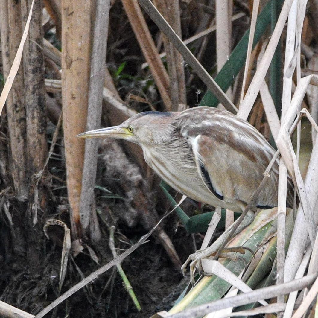 Yellow Bittern - Thrilok Narayanappa