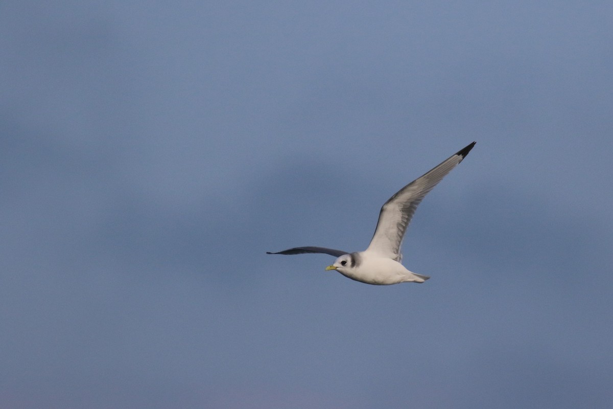 Black-legged Kittiwake - Gabriel Foley