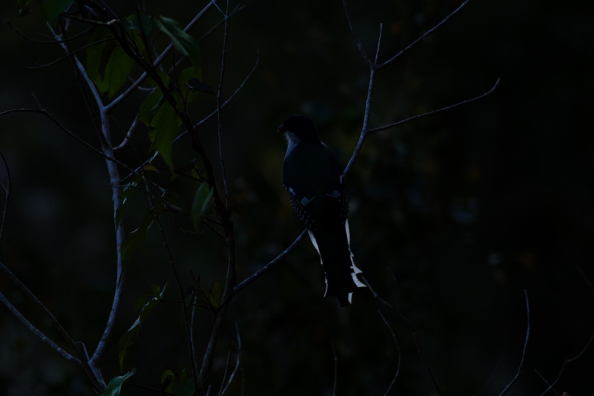 Cuban Trogon - Erik Groth-Andersen