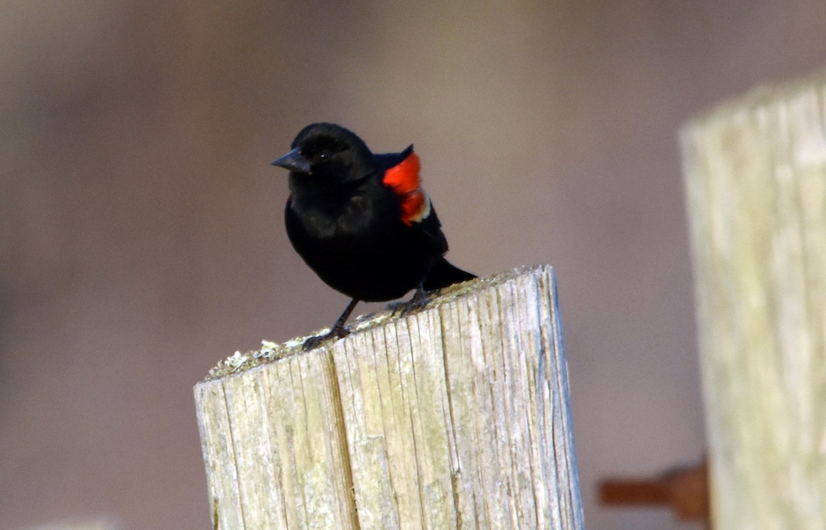 Red-winged Blackbird - ML615538743