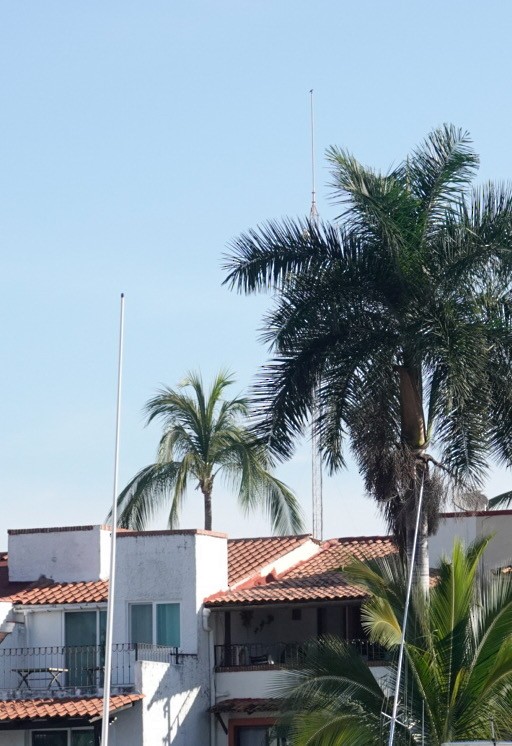 vrána sinalojská - ML615538750