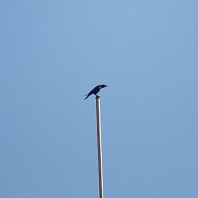 vrána sinalojská - ML615538751