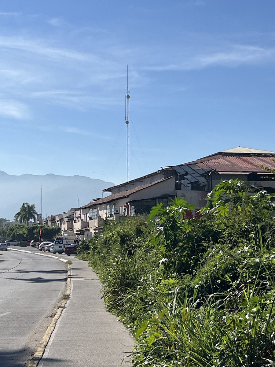 vrána sinalojská - ML615538752