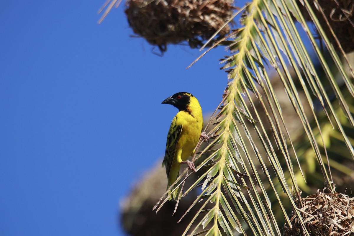 Village Weaver (Black-headed) - ML615538756