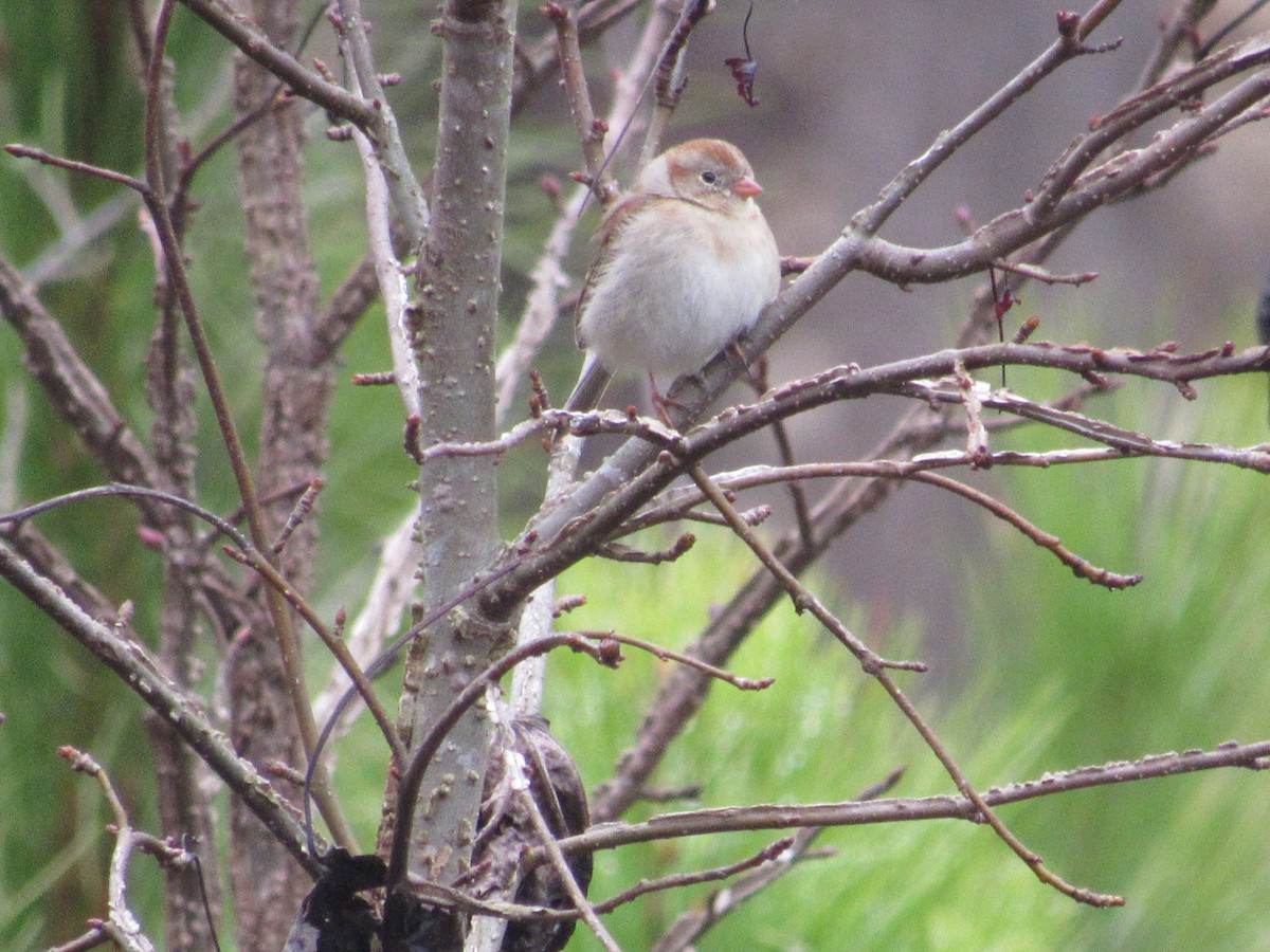 Field Sparrow - ML615538767