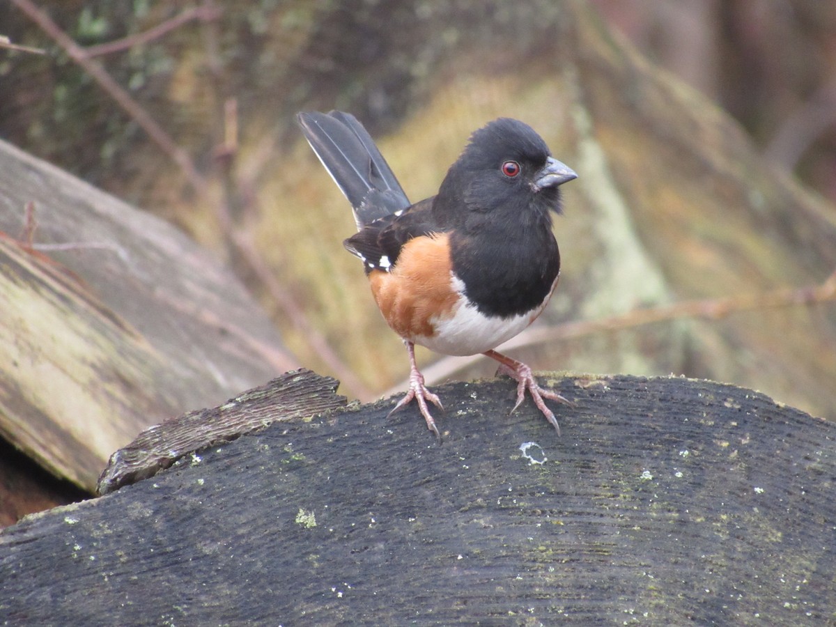Eastern Towhee - ML615538784