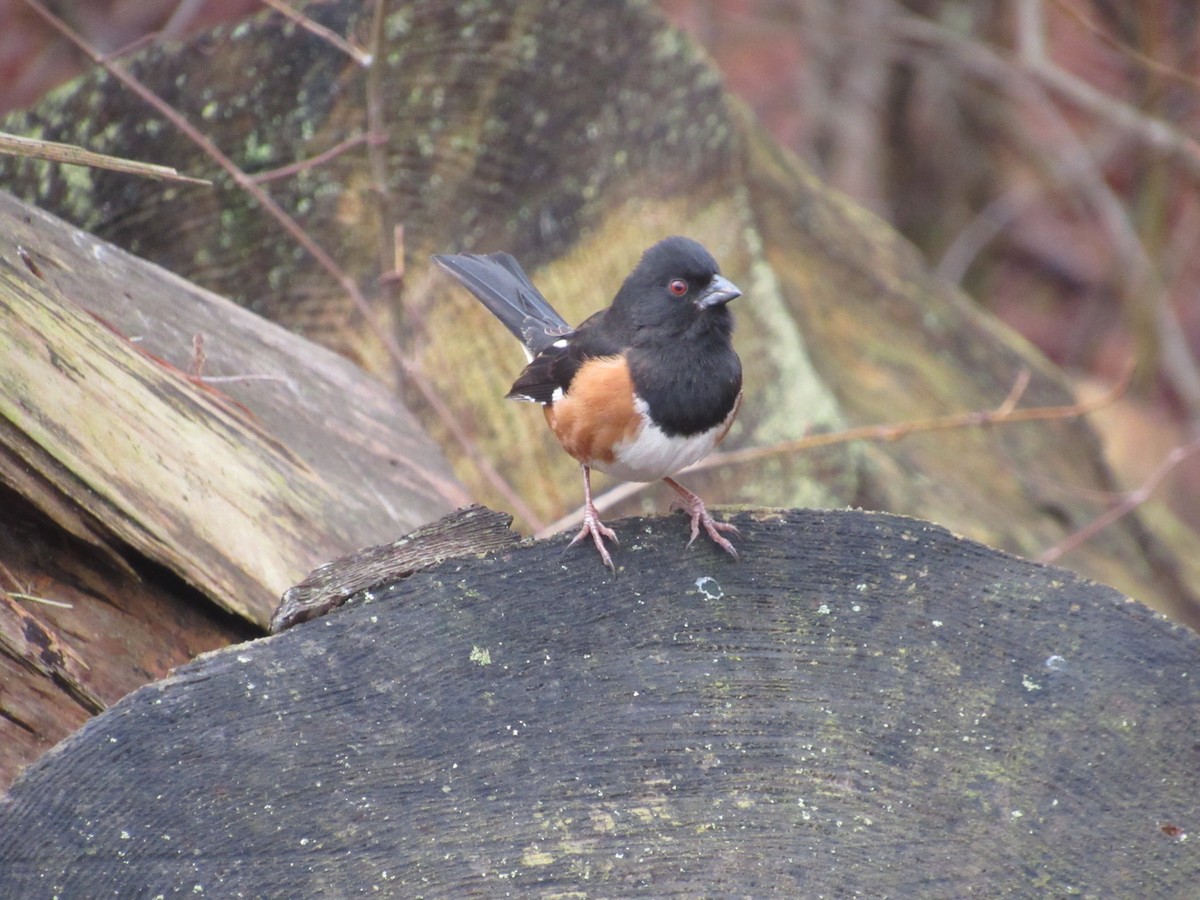 Eastern Towhee - ML615538785