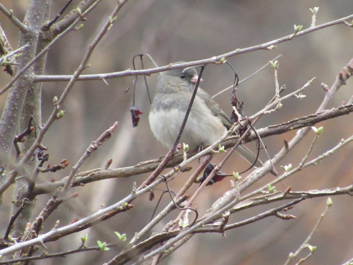 Dark-eyed Junco - ML615538788