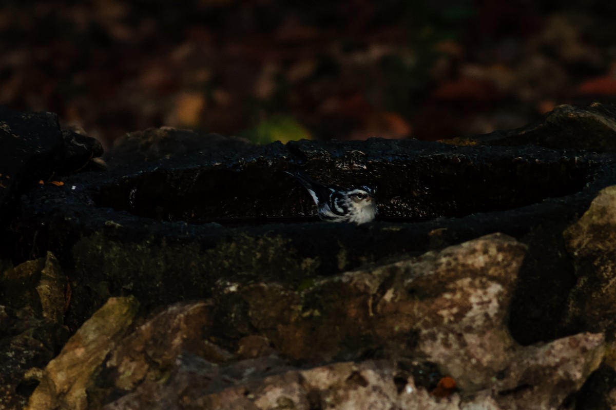 Black-and-white Warbler - Erik Groth-Andersen