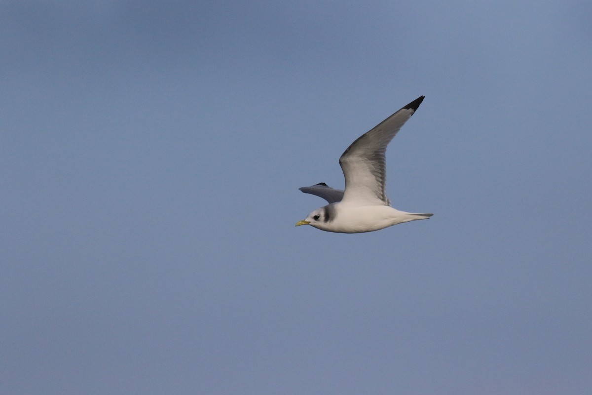 Gaviota Tridáctila - ML615538825