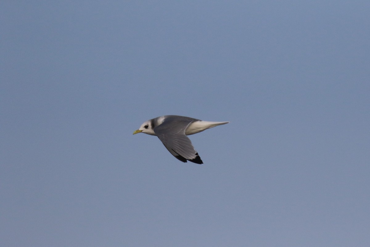 Black-legged Kittiwake - Gabriel Foley