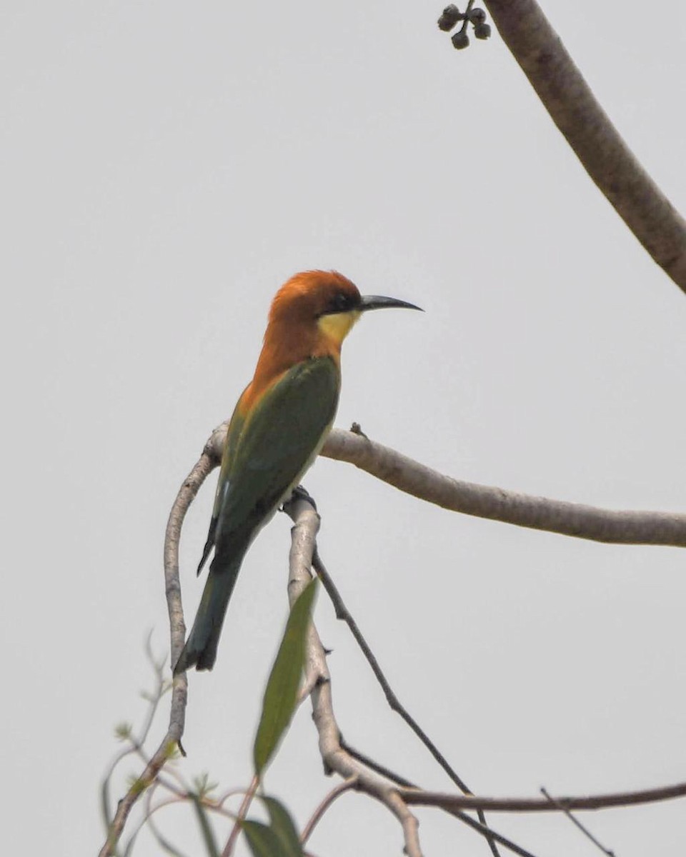 Chestnut-headed Bee-eater - ML615538876