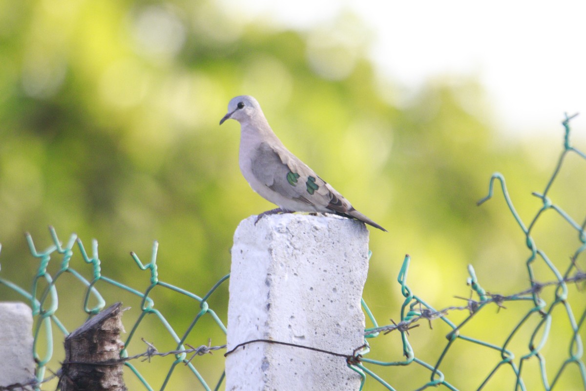 Emerald-spotted Wood-Dove - James Apolloh ~Freelance Tour Guide