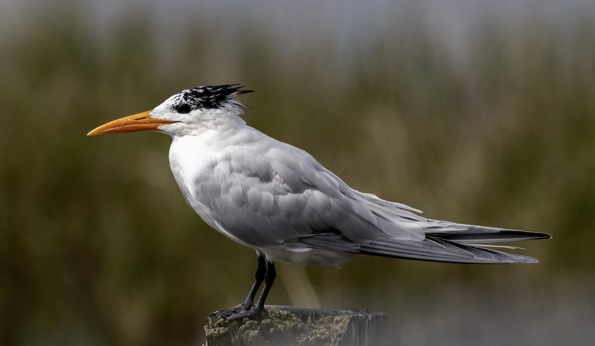 Royal Tern - ML615538975