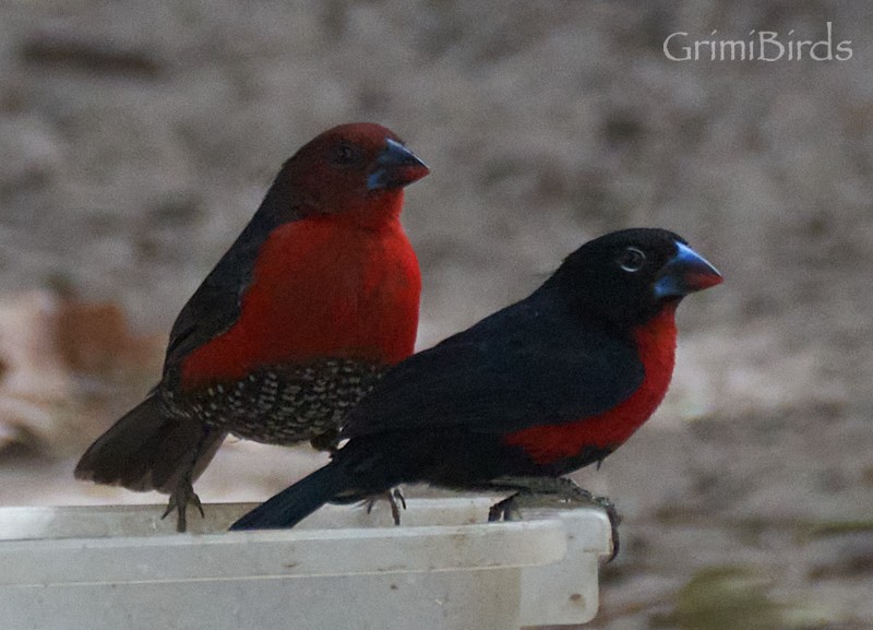 Western Bluebill - Ramon Grimalt