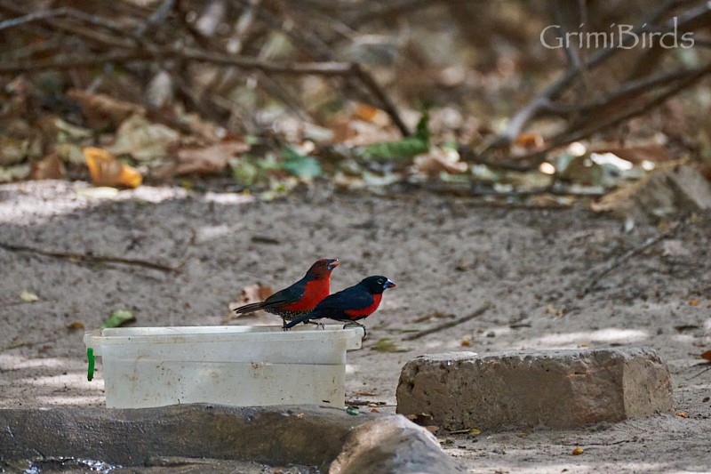 Western Bluebill - Ramon Grimalt