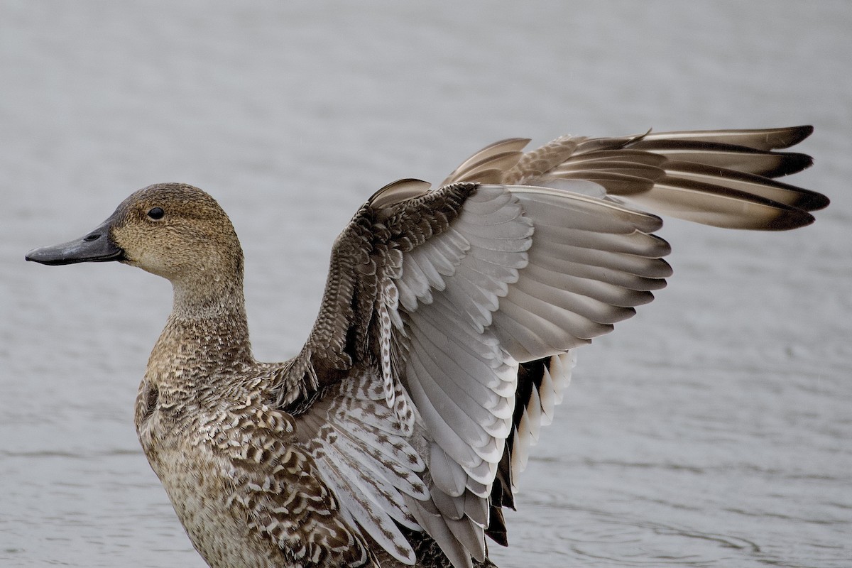 Northern Pintail - Leon Meintjes