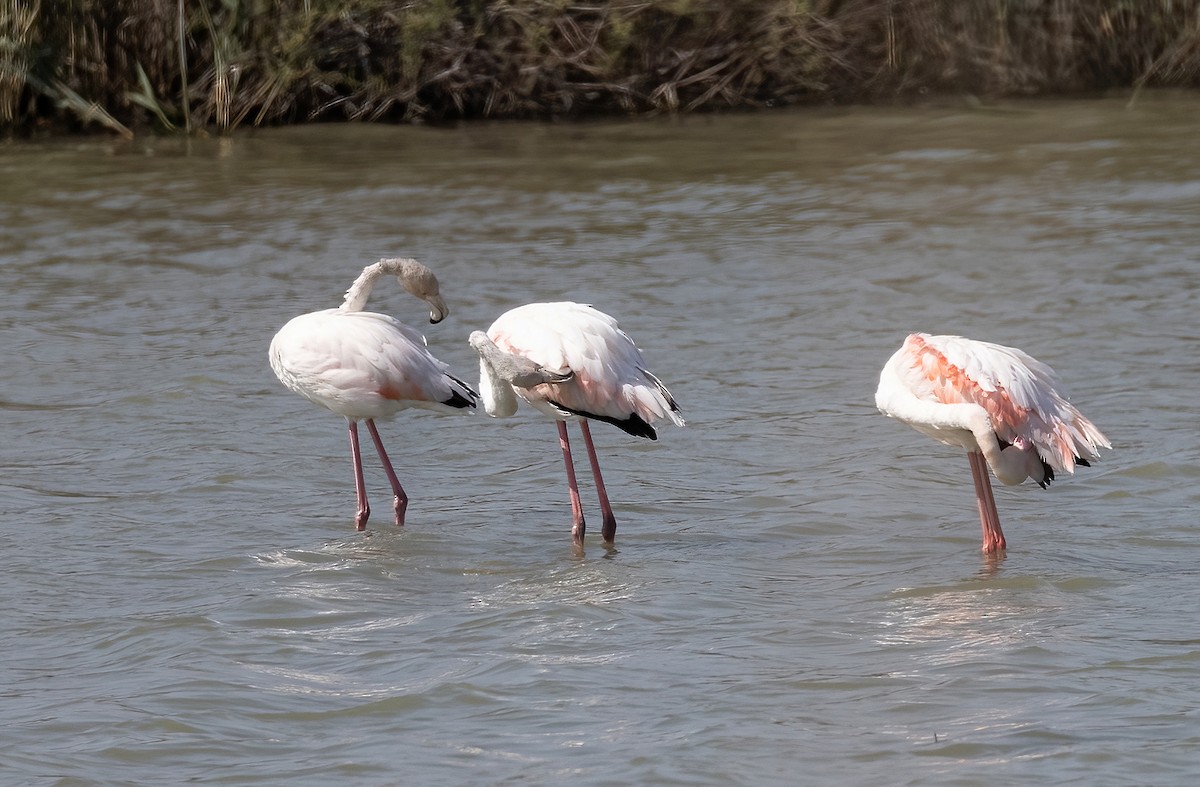 Greater Flamingo - ML615539015