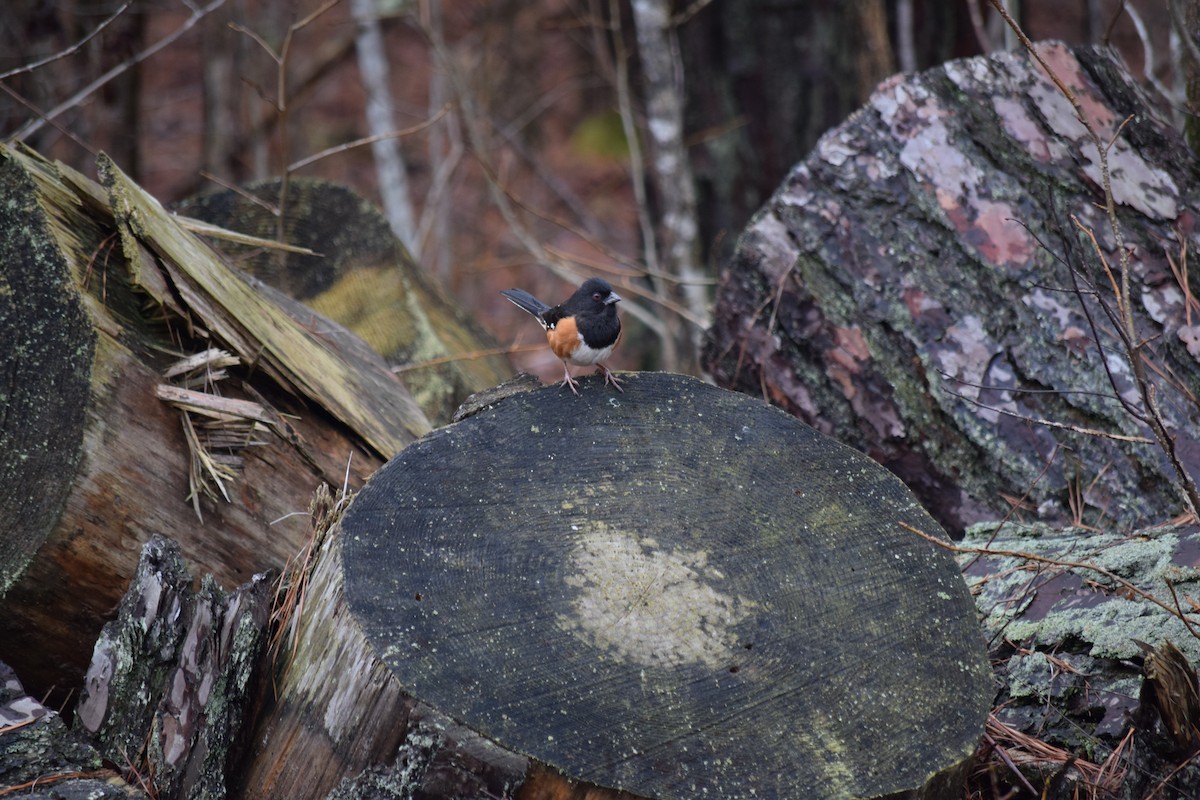 Eastern Towhee - ML615539056
