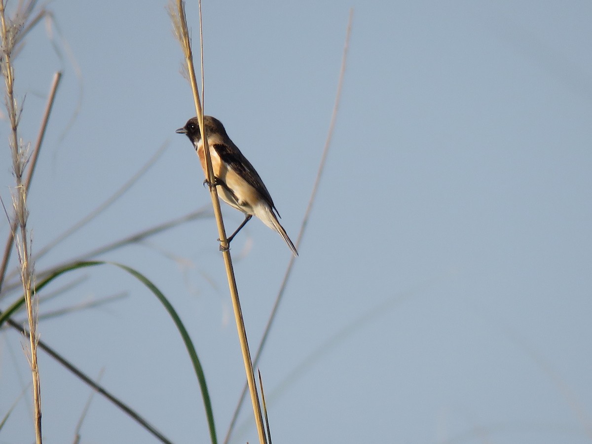 Amur Stonechat - ML615539069