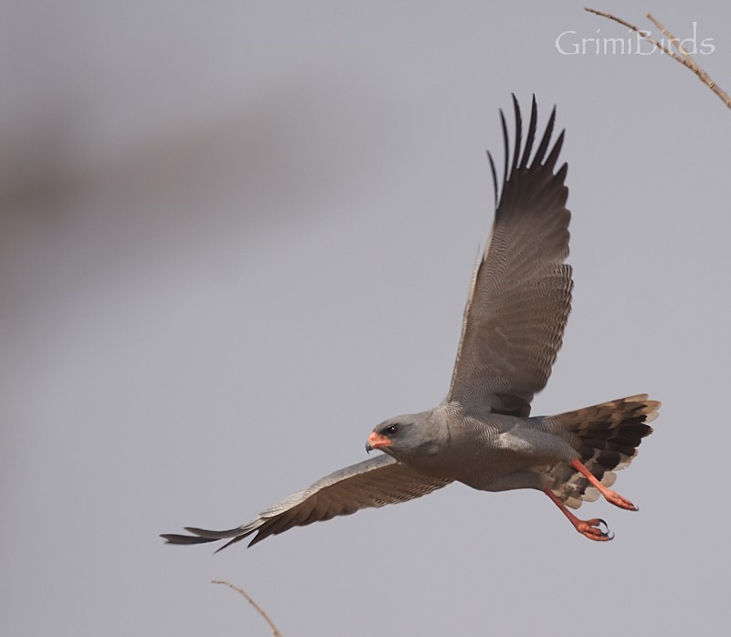 Dark Chanting-Goshawk - ML615539073