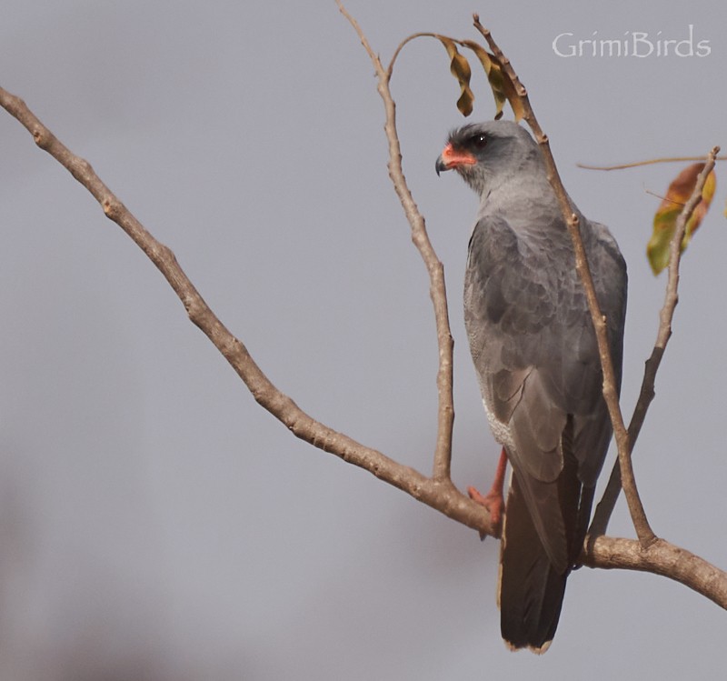 Dark Chanting-Goshawk - ML615539074