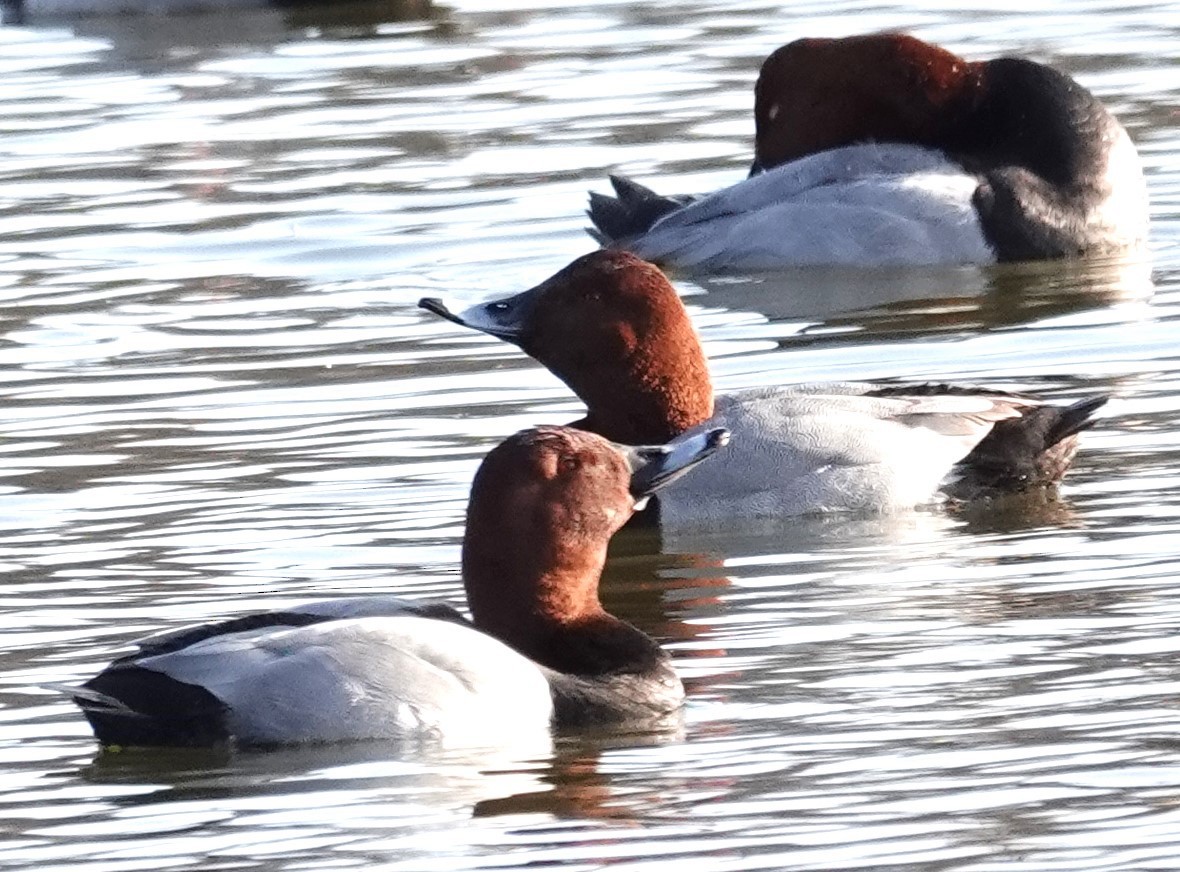 Common Pochard - ML615539090