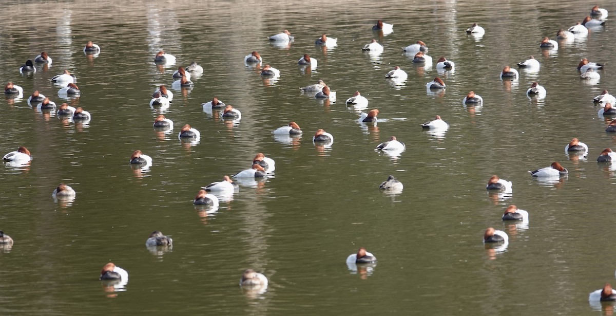 Common Pochard - ML615539092