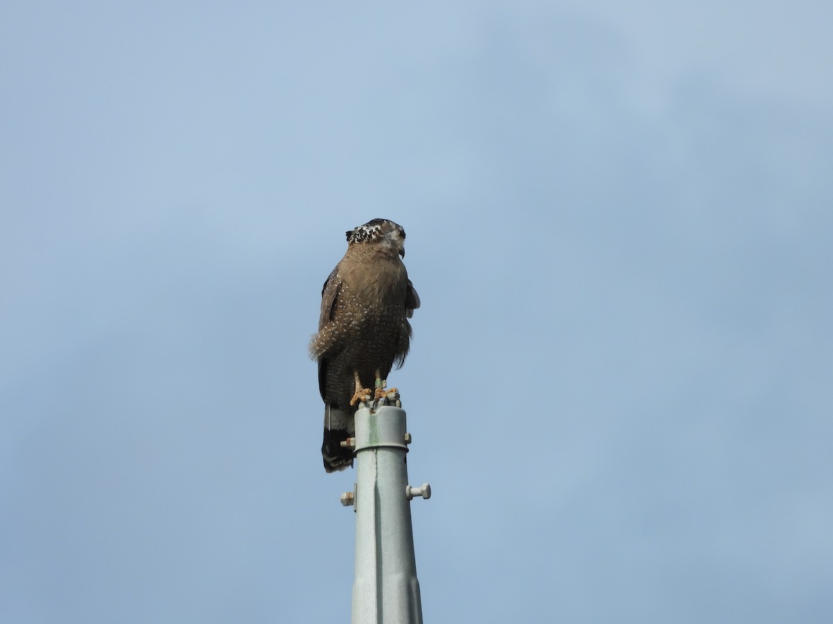 Crested Serpent-Eagle (Ryukyu) - ML615539095