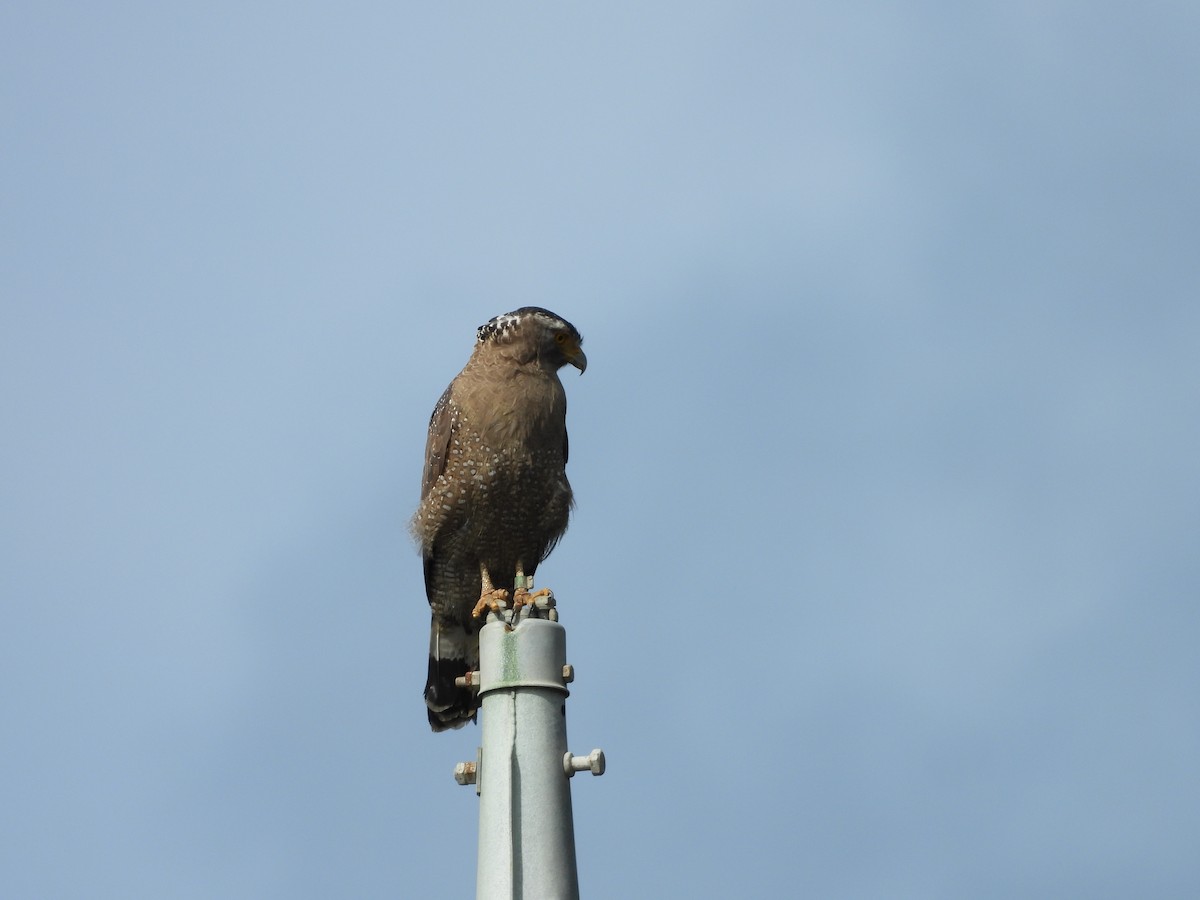 Crested Serpent-Eagle (Ryukyu) - ML615539096