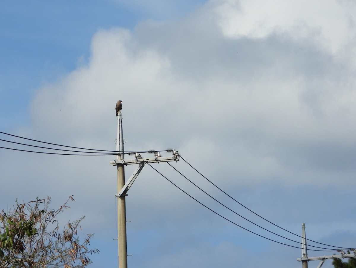 Crested Serpent-Eagle (Ryukyu) - ML615539103