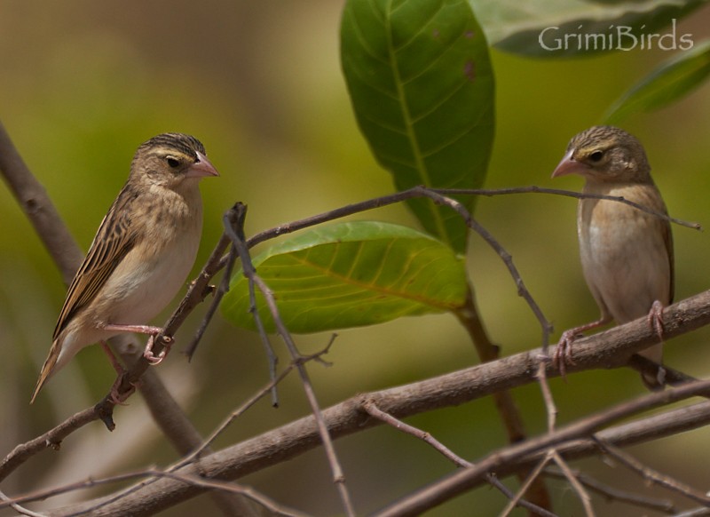 Northern Red Bishop - ML615539110