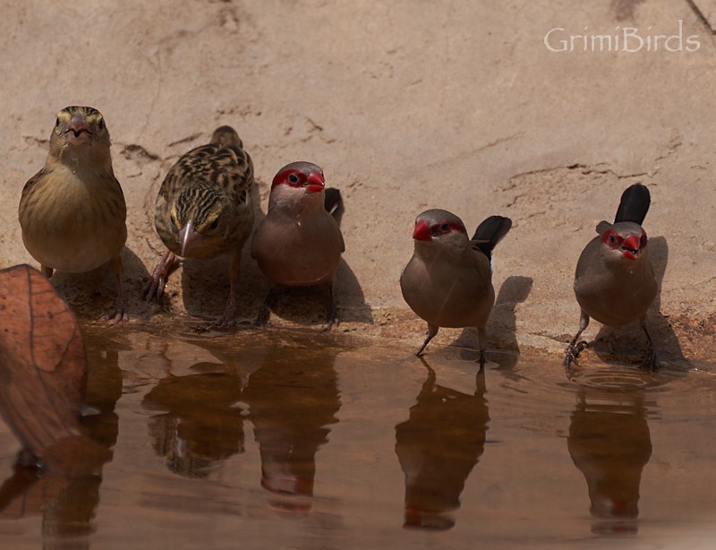 Black-rumped Waxbill - ML615539120