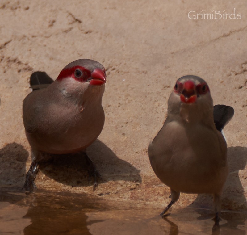 Black-rumped Waxbill - ML615539121