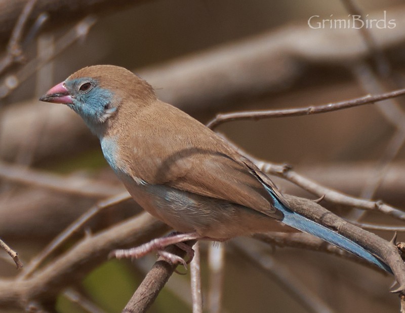 Red-cheeked Cordonbleu - ML615539130