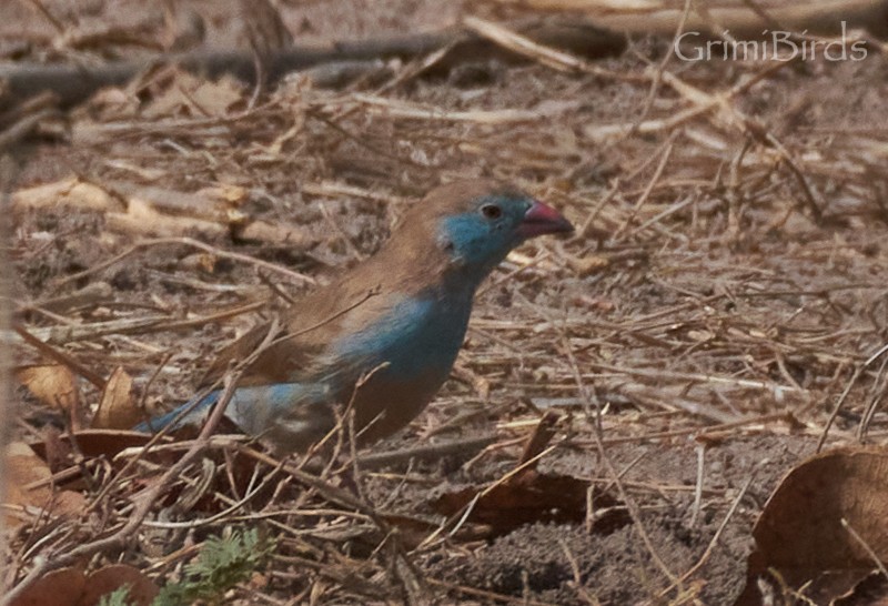 Red-cheeked Cordonbleu - ML615539131