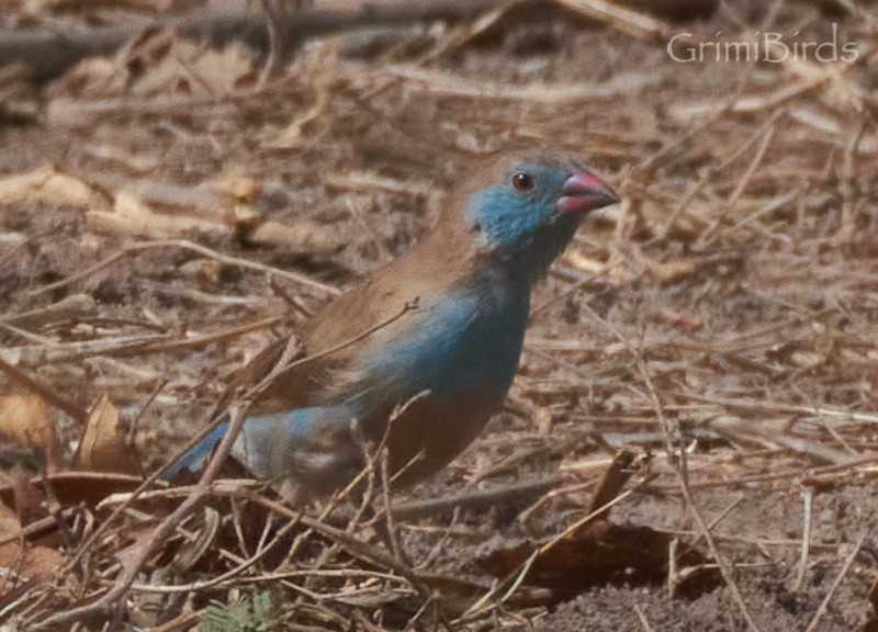 Red-cheeked Cordonbleu - ML615539132