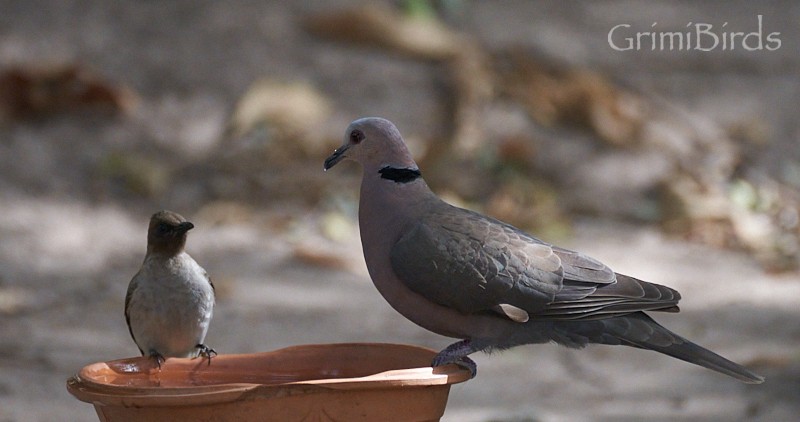 Black-billed Wood-Dove - ML615539139