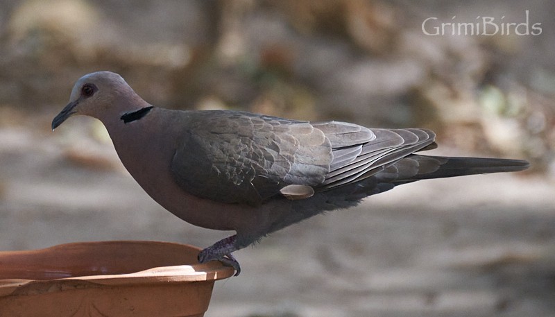 Black-billed Wood-Dove - ML615539140