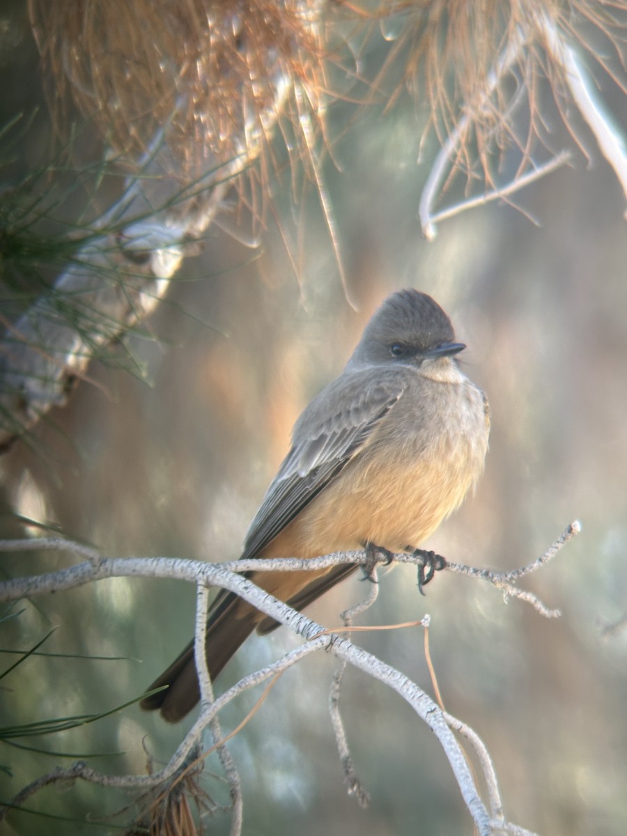 Say's Phoebe - ML615539151