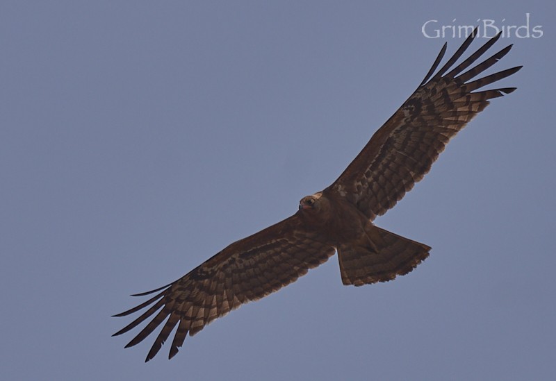 African Harrier-Hawk - ML615539154