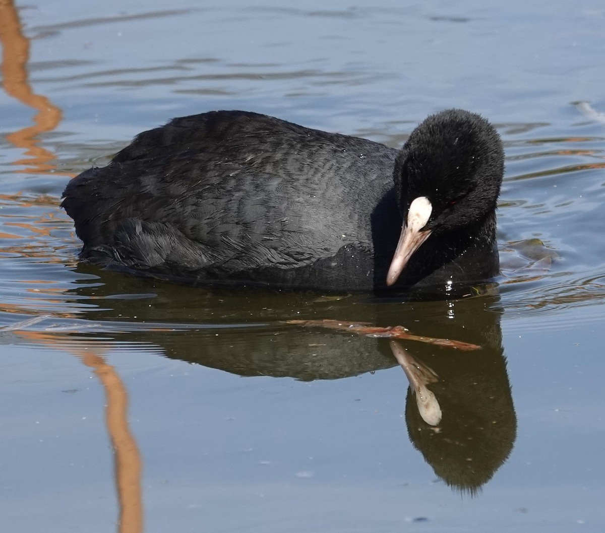 Eurasian Coot - Mark Robbins