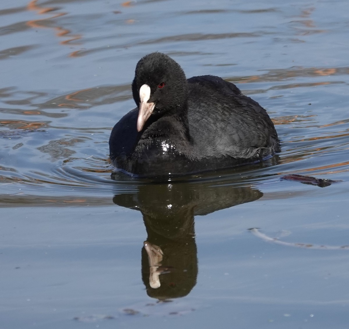 Eurasian Coot - Mark Robbins