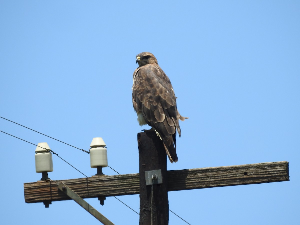 Forest Buzzard - ML615539181