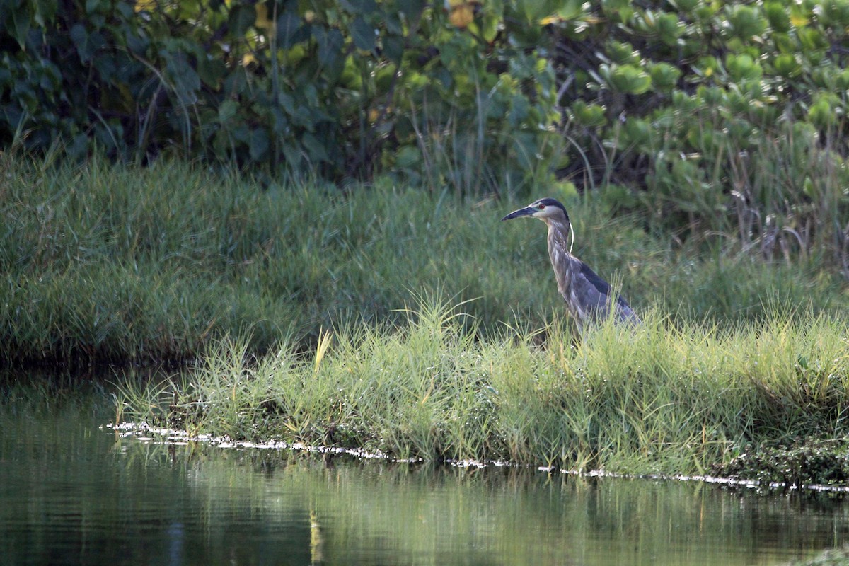 Black-crowned Night Heron - ML615539193