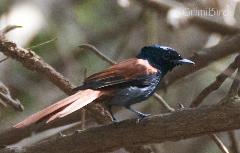 African Paradise-Flycatcher - ML615539214